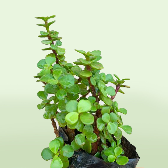 Jade Plant Mini - 